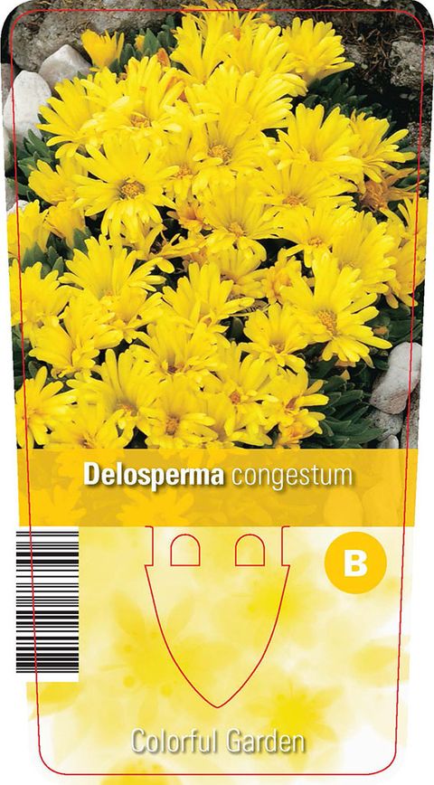 Delosperma congestum