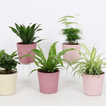 Plantes d'interieur MIX