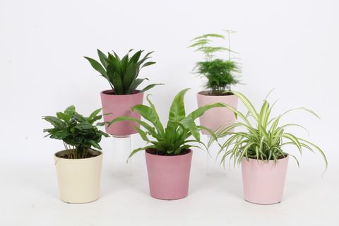 Φυτά εσωτερικού χώρου MIX