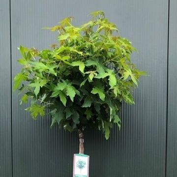 Liquidambar styraciflua 'Gum Ball'