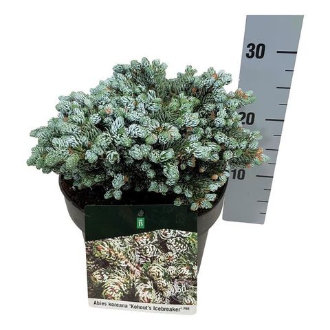 Abies koreana 'Kohout's Icebreaker'