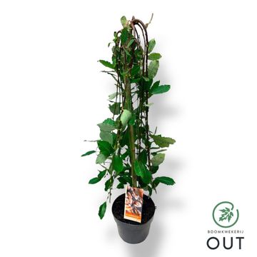 Salix caprea 'Kilmarnock'