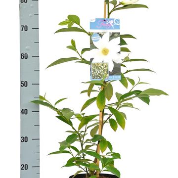 Magnolia FAIRY MAGNOLIA WHITE