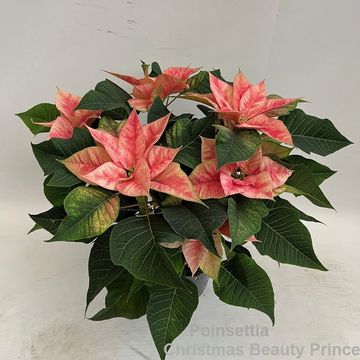 Euphorbia pulcherrima CHRISTMAS BEAUTY PRINCE