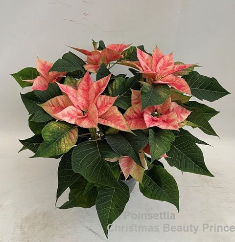 Euphorbia pulcherrima CHRISTMAS BEAUTY PRINCE