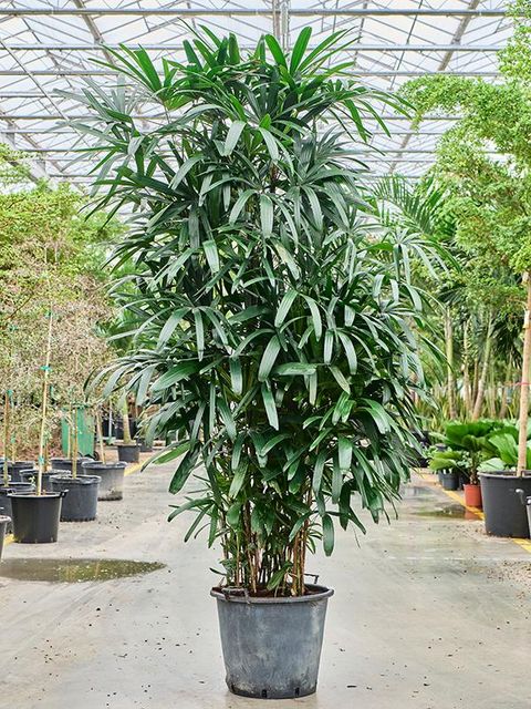 Rhapis excelsa