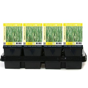 Acorus calamus 'Variegatus'