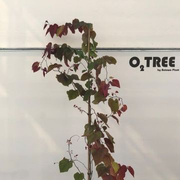 Cercis canadensis 'Eternal Flame'