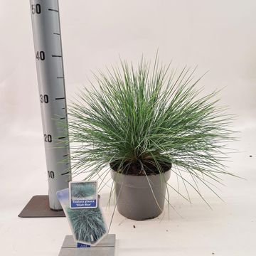 Festuca glauca 'Elijah Blue'