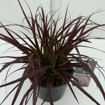 Pennisetum advena 'Rubrum'