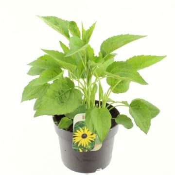 Rudbeckia fulgida 'Goldsturm'
