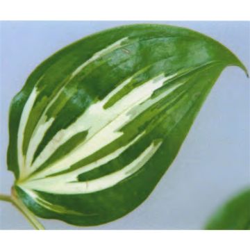 Disporum cantoniense 'Moonlight'