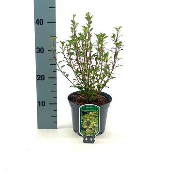 Enkianthus campanulatus PRETTYCOAT