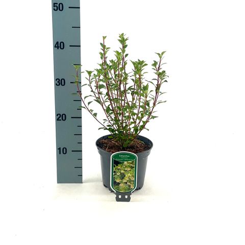 Enkianthus campanulatus PRETTYCOAT