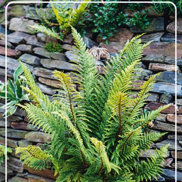 Polystichum setiferum
