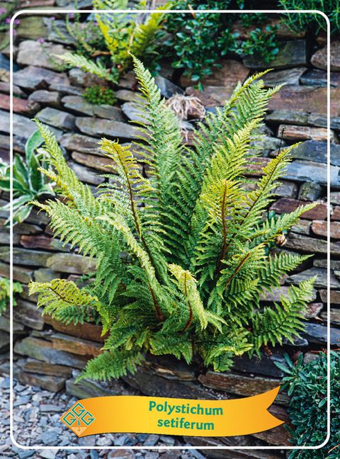 Polystichum setiferum