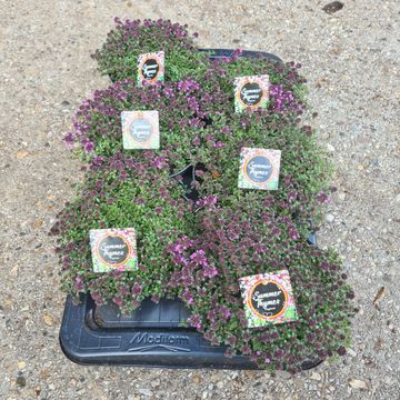 Thymus praecox 'Purple Beauty'