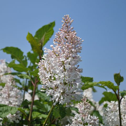 Syringa x henryi 'Summer White'