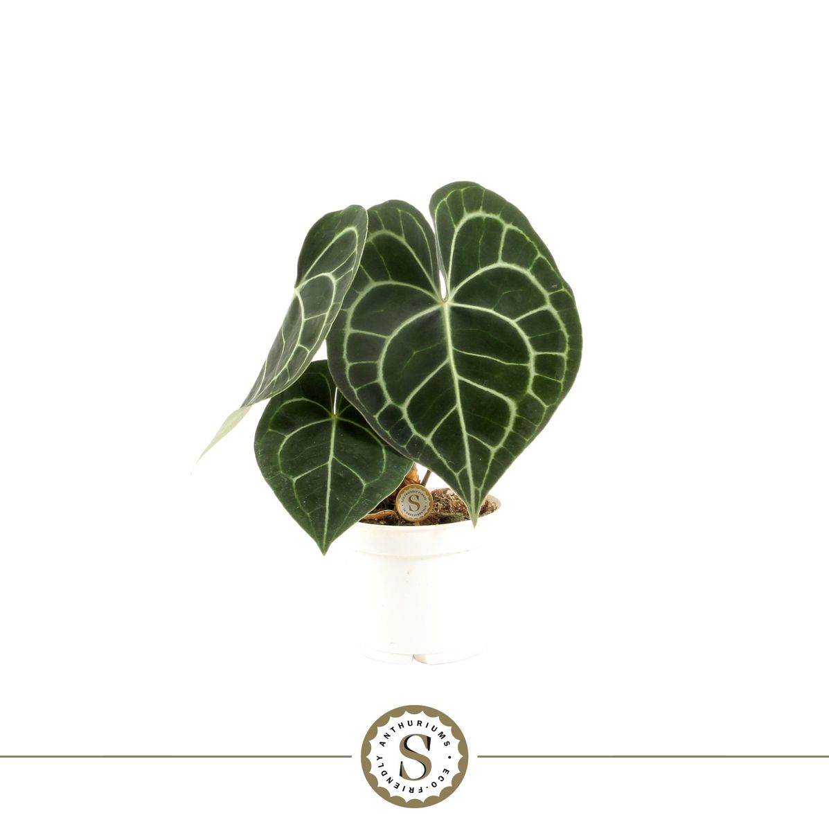 alocasia x amazonica polly Nursery.ca main image 1