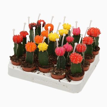 Gymnocalycium MIX