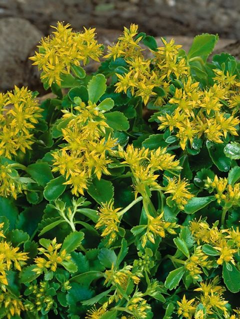 Sedum hybridum 'Immergrünchen'