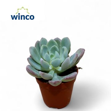 Echeveria elegans