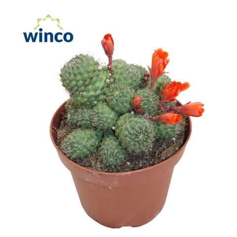Rebutia nitida