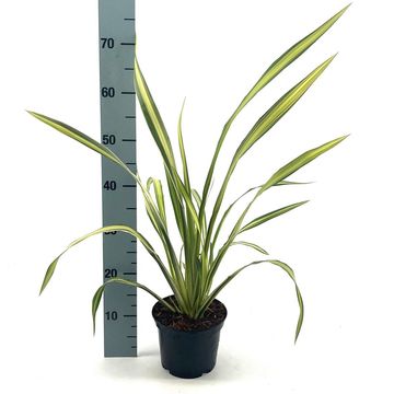 Phormium 'Yellow Wave'