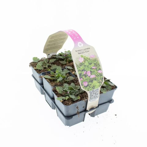 Erodium x variabile 'Bishop's Form'