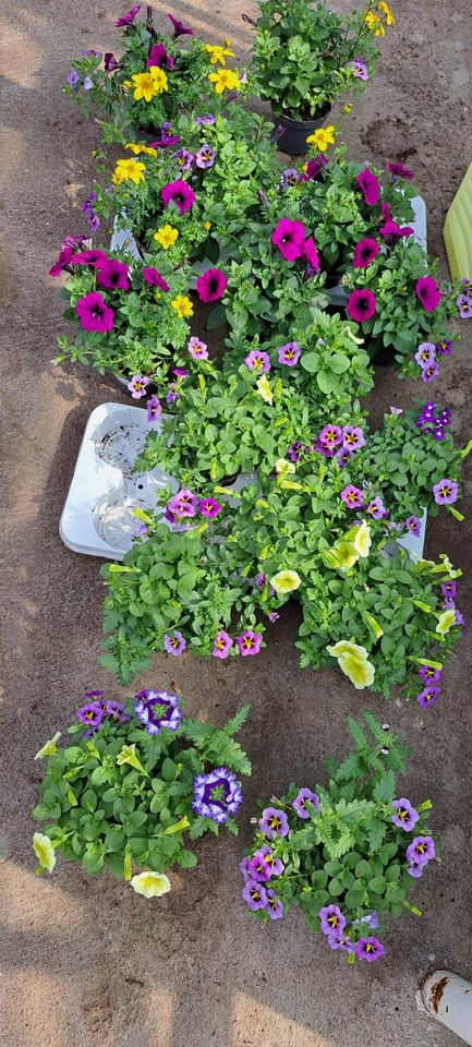 Calibrachoa MIX