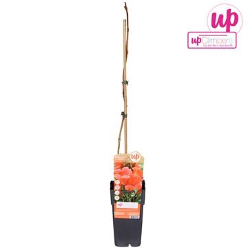 Campsis radicans 'Flamenco'