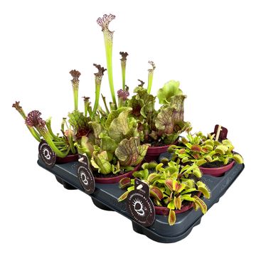 Carnivorous plants MIX