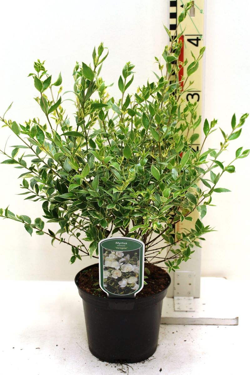 Myrtus communis 'Variegata' — Pflanzengroßhandel FlorAccess