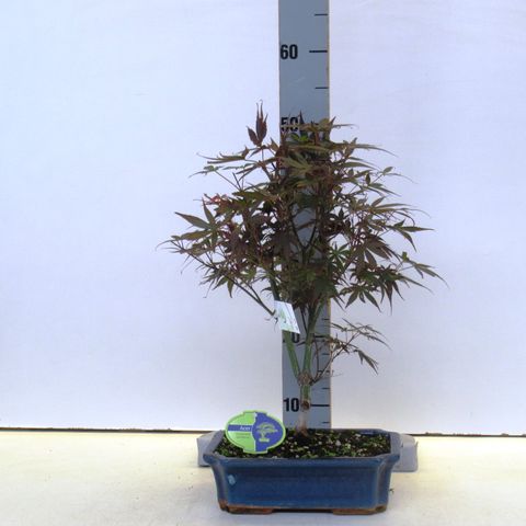 Acer palmatum 'Skeeter's Broom' — Plant Wholesale FlorAccess