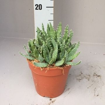 Aloe brevifolia
