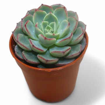 Echeveria minima
