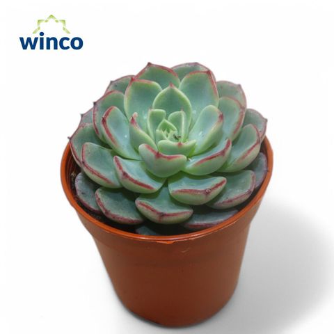 Echeveria minima
