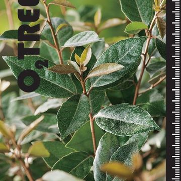 Elaeagnus x ebbingei