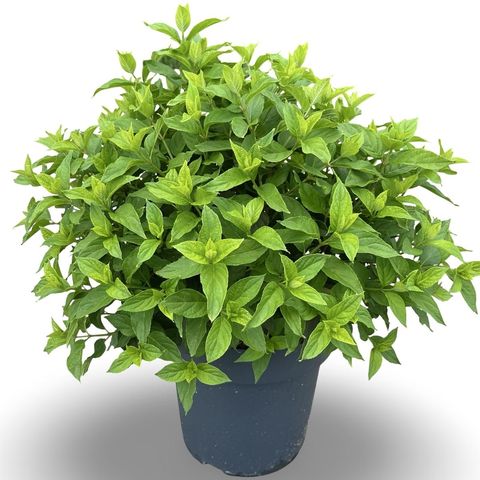 Hydrangea paniculata LITTLE LIME