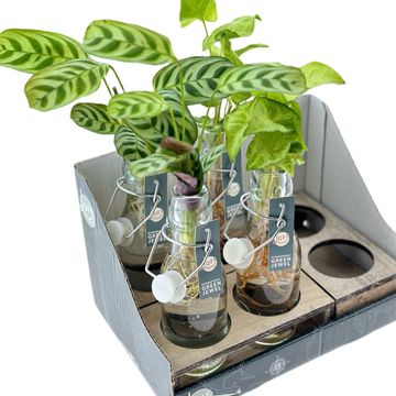 Arrangement Houseplants