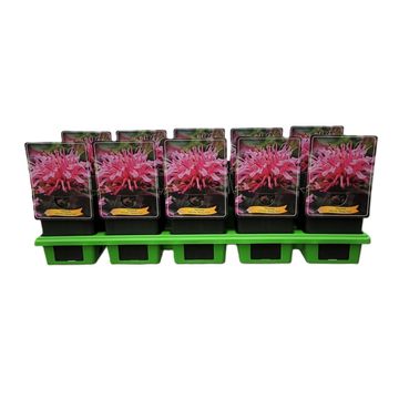 Monarda BALMY PINK