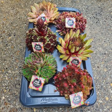 Sempervivum TOETIE FROETIES MIX