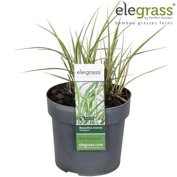Miscanthus sinensis 'Variegatus'