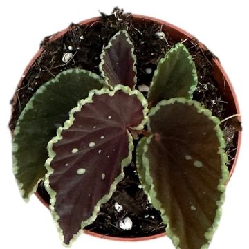 Begonia darthvaderiana 'Green Spots'