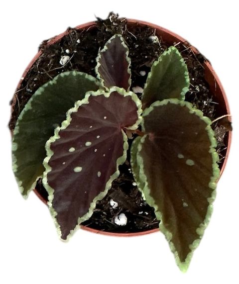 Begonia darthvaderiana 'Green Spots'