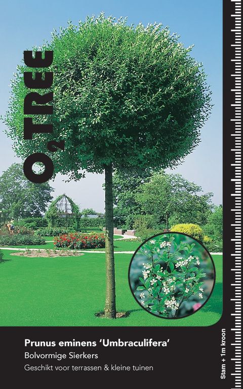 Prunus x eminens 'Umbraculifera'