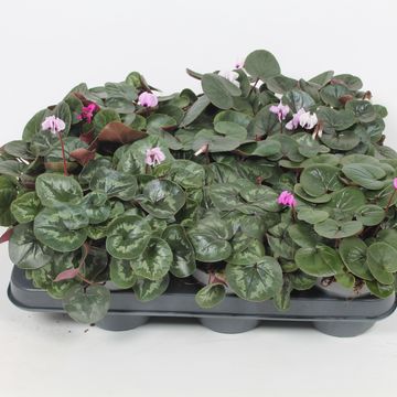 Cyclamen coum MIX