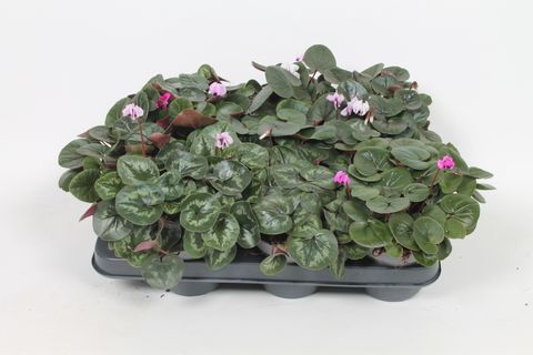 Cyclamen coum MIX