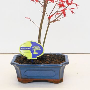 Acer palmatum 'Beni-maiko'