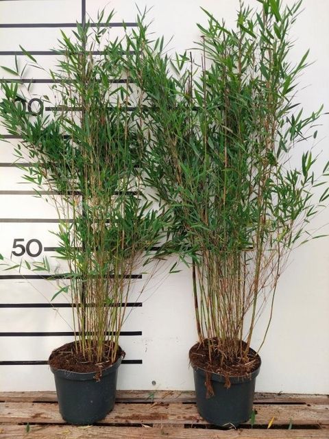 Fargesia DEEP PURPLE  Plant Wholesale FlorAccess